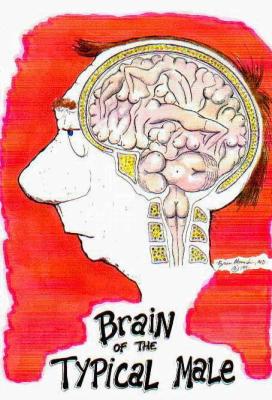 Le cerveau masculin!!!!!lol!